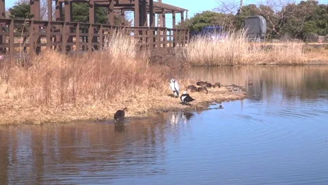 Spot-billed Duck Flapping Wings near Heron Vídeos de archivo 327953387