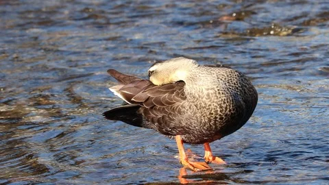 Spot-Billed Duck is grooming itself in the brook. Stock Footage 101289650