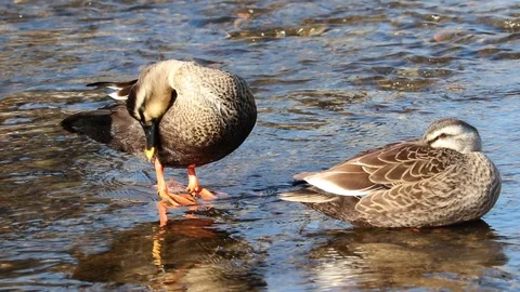 Spot-Billed Duck is grooming itself in the brook. Stock Footage 101415246