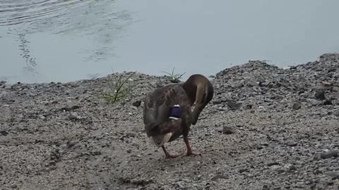 Spot-billed Duck Preening on a Riverside Bank Stock Footage 339634782