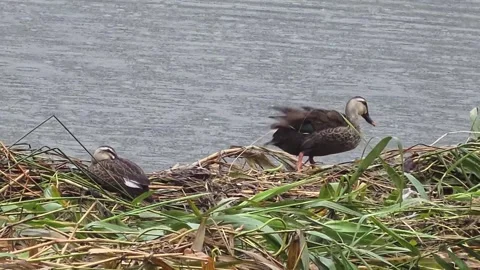 Spot-billed Duck Preening on Riverside Vegetation During Rain Stock Footage 340758049