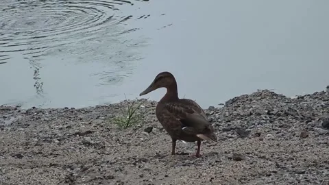 Spot-billed Duck Standing Alert on a Riverside Bank Stock Footage 339634581