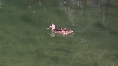 Spot-billed Duck Swimming Through Clear Green Stream Water Vídeo Stock 343773286