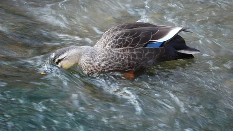 Spot-Billed Ducks are on the feed and eating water grass in the brook. Stock Footage 100058935