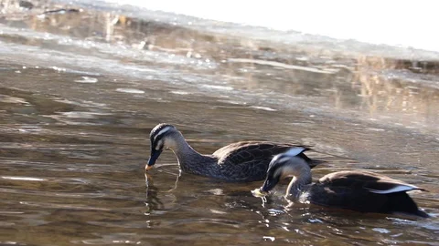 Spot-Billed Ducks are on the feed in frozen brook. Stock Footage 101288771