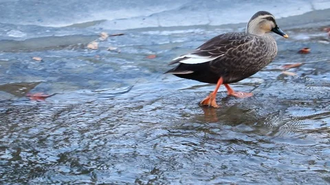 Spot-Billed Ducks are walking with a waddle and swimming in the brook. Stock Footage 100057778
