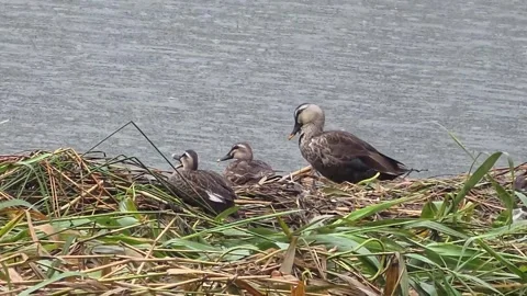 Spot-billed Ducks Resting and Preening on Riverside Vegetation in Rain Stock Footage 340758007