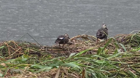 Spot-billed Ducks Resting and Preening on Riverside Vegetation Stock Footage 340758050