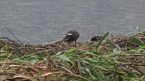 Spot-billed Ducks Resting on Flood Debris After Rain Stock Footage 340758022