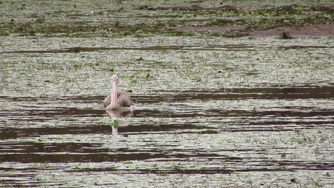 Spot billed Grey Pelican Stock Footage 78887899