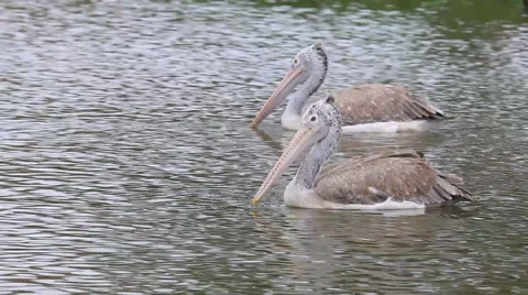 Spot-billed pelican Stock Footage 40083943