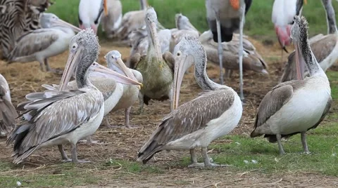 Spot-billed pelican Stock Footage 40084018