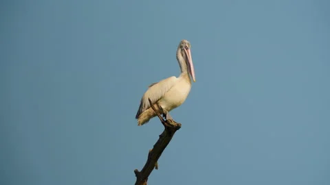 Spot Billed Pelican Perched On Dry Tree Branch In India Stock Footage 339852385