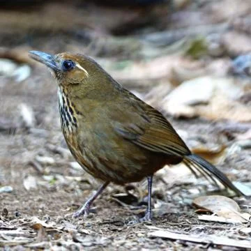 Spot-breasted laughingthrush Stock Photos