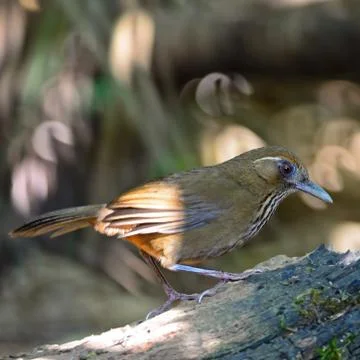 Spot-breasted laughingthrush Stock Photos