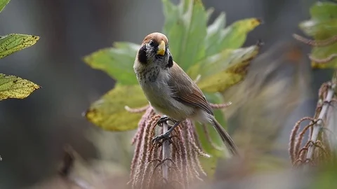 Spot-breasted Parrotbill calling 스톡 동영상 70794622