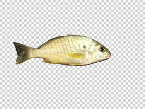Spot fish Stock Photos