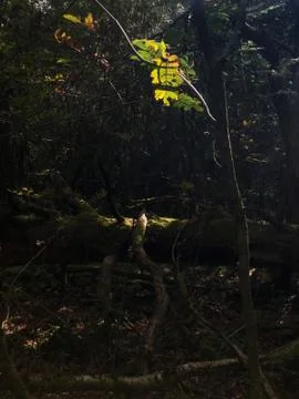 A spot of light hitting a leaf in an enchanted Scottish forest Stock Photos