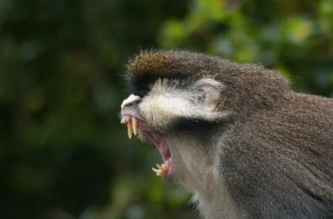 Spot-nosed guenon (cercopithecus ascanius) Stock Photos