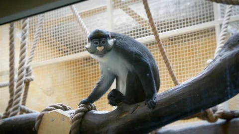 Spot-nosed monkey sitting on a branch Stock Footage 101545929