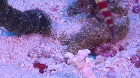 Spot-tail dartfish emerging, Ptereleotris heteroptera, HD, UP16906 Stock Footage 38265546