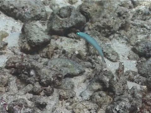 Spot-tail dartfish hovering, Ptereleotris heteroptera, UP7013 Stock Footage 38454244