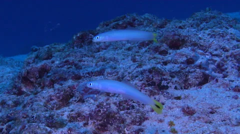 Spot-tail dartfish hovering on sand and coral rubble, Ptereleotris heteroptera, Stock Footage 38265503