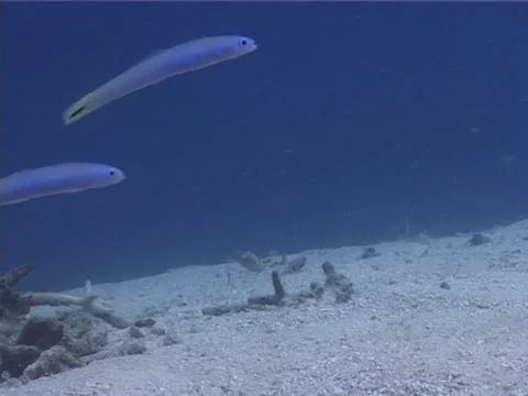 Spot-tail dartfish hovering on sand, Ptereleotris heteroptera, UP10453 Stock Footage 38344644