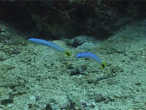 Spot-tail dartfish hovering on sand, Ptereleotris heteroptera, UP4433 Stock Footage 38427854