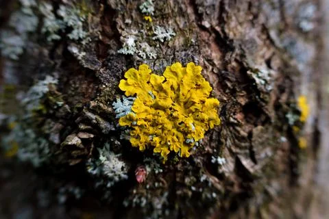 Spot of yellow lichen on a tree. Stock Photos