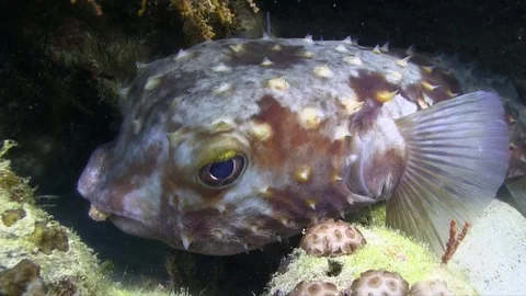Spotbase burrfish (Cyclichthys spilostylus) Stock Footage