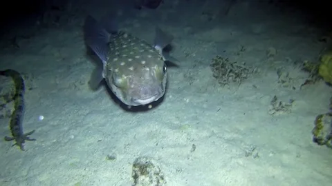 Spotbase burrfish in the night Video stock 78206949