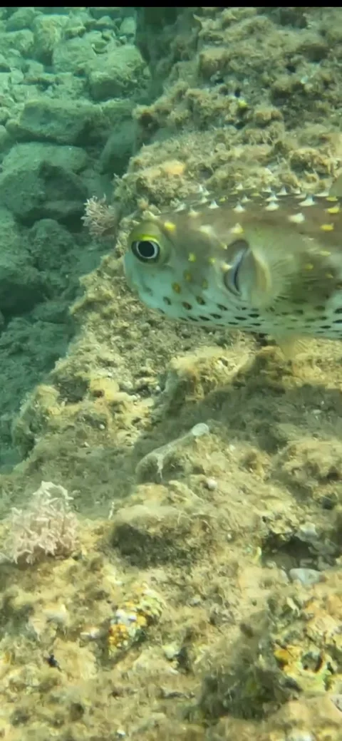 Spotbase Burrfish Such a Unique Creature Red Sea Marine Life Video stock 272697996