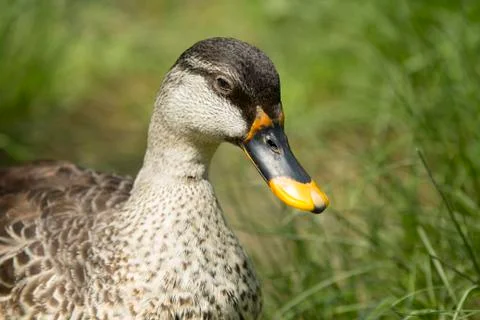 Spotbill duck 写真素材