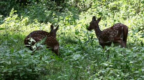 Spoted deer Stock Footage 634724