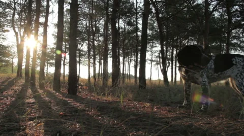 Spoted dog in forest Stock Footage 42416881