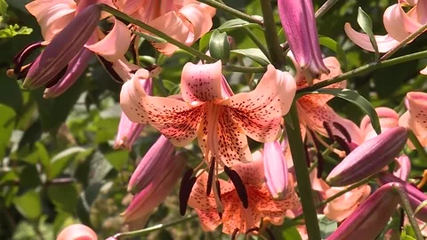 Spoted pink flower Video stock 143880473