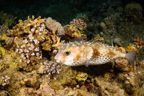 Spotfin Burrfish Stock Photos