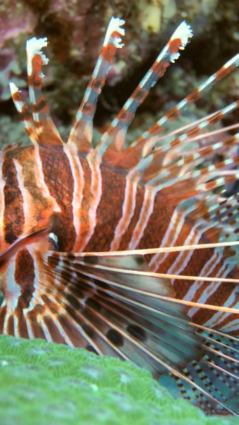 Spotfin lionfish close-up with flared spines Stock Footage 325483933