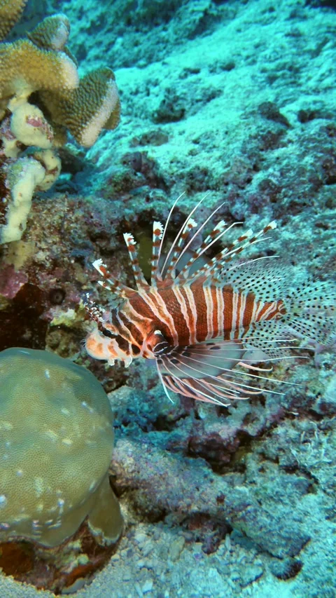 Spotfin lionfish navigating reef terrain Stock Footage 325483825