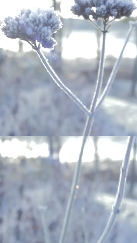 Spotify Canvas : Vertical : Seamless loop : winter : split screen Stock Footage 166163961