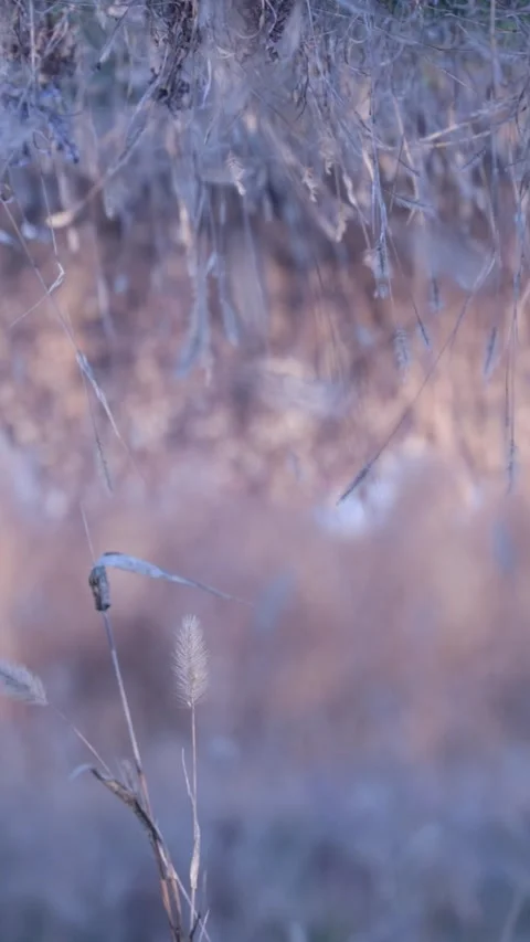 Spotify Canvas : Vertical : Seamless loop : Grass blowing in the wind : Winter Stock Footage