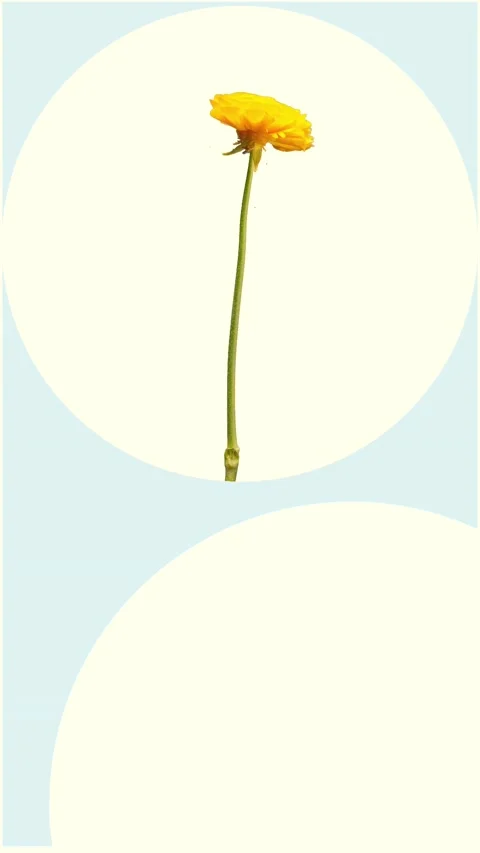 Spotify Canvas : Vertical : Seamless loop : Flower growing : Circular Frame Stock Footage 166177036