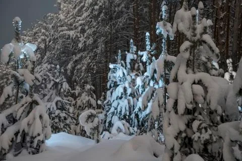 Spotlight in the night forest Stock Photos