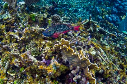 Spotlight parrotfish in initial phase Stock Photos
