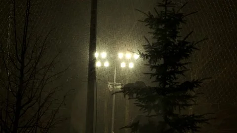 The spotlight shines from behind on the coniferous trees Stock Footage 149268980
