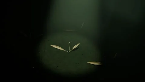 Spotlight shining, green seedling sprouting and elongating stem under overhead Vídeo Stock 337886070