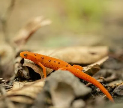 Spots On The Back Of Red Eft In Shendandoah Stock Photos