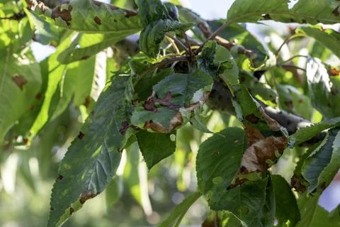 Spots on the leaves of the fruit tree. Stock Photos