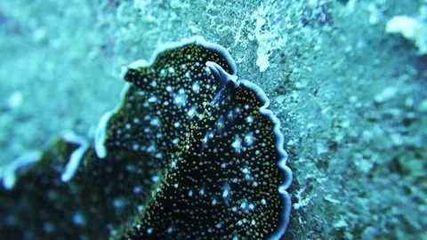 Spotted Acanthozoon flatworm slithers over rocky coral reef hunting food Stock Footage